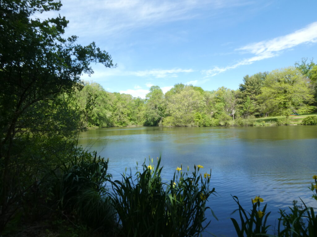 A body of water surrounded by trees and bushes.
