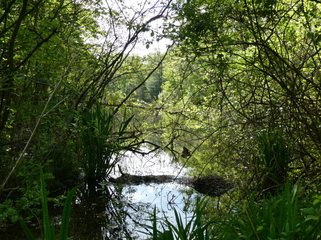 A river with trees and bushes in the background.