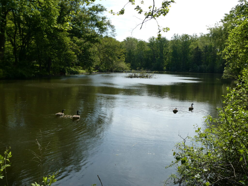 Canadian geese family on calm lake.