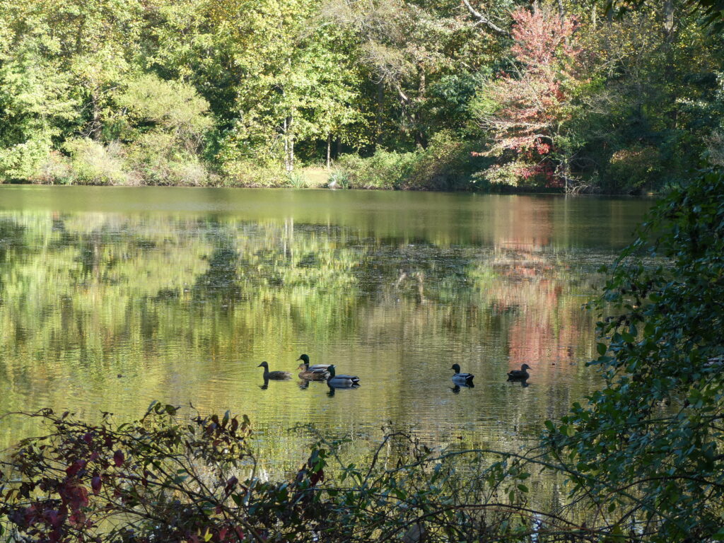 A group of ducks swimming in the water.