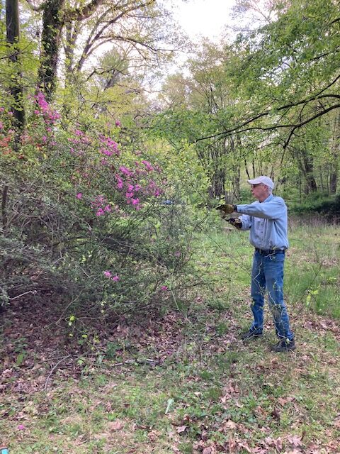 A man cutting branches off of a tree.